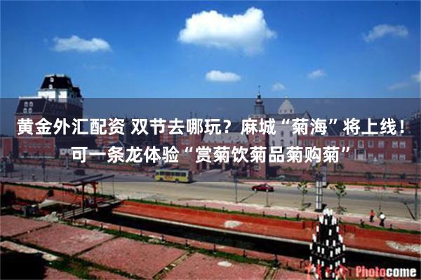 黄金外汇配资 双节去哪玩？麻城“菊海”将上线！可一条龙体验“赏菊饮菊品菊购菊”